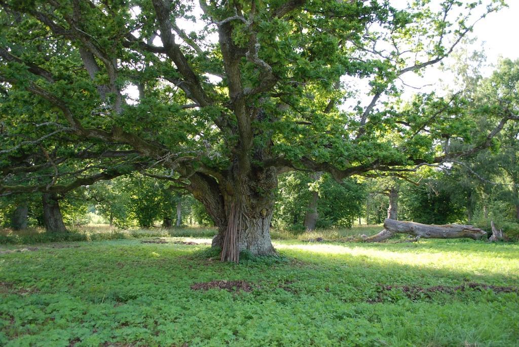 Kristbergs Rusthall Borensberg Dış mekan fotoğraf